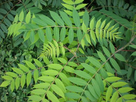 鳳眼草原植物