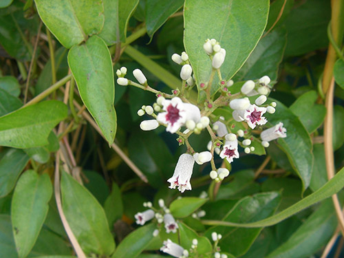 雞矢藤原植物