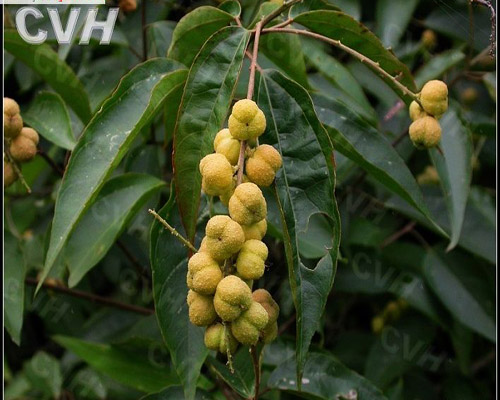 巴豆原植物-葉