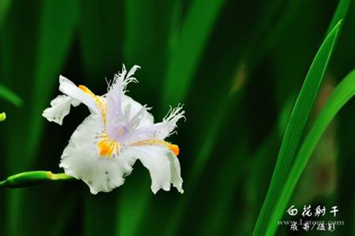 白花射干