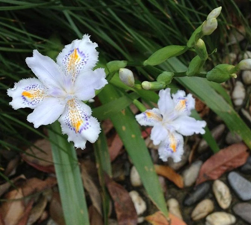 白花射干原植物