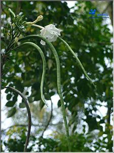 菜豆樹原生態