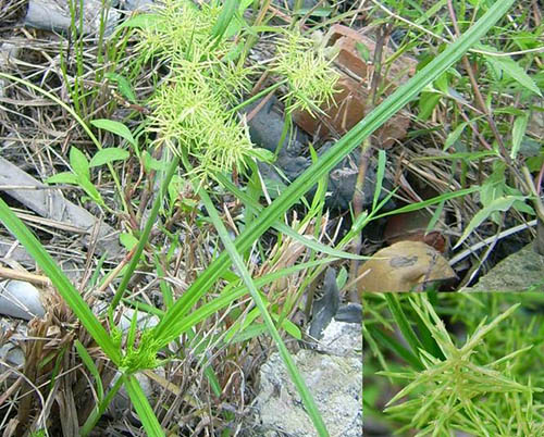 草香附原生態