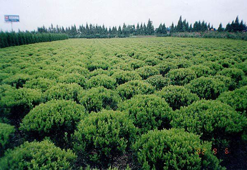 茶樹原生態