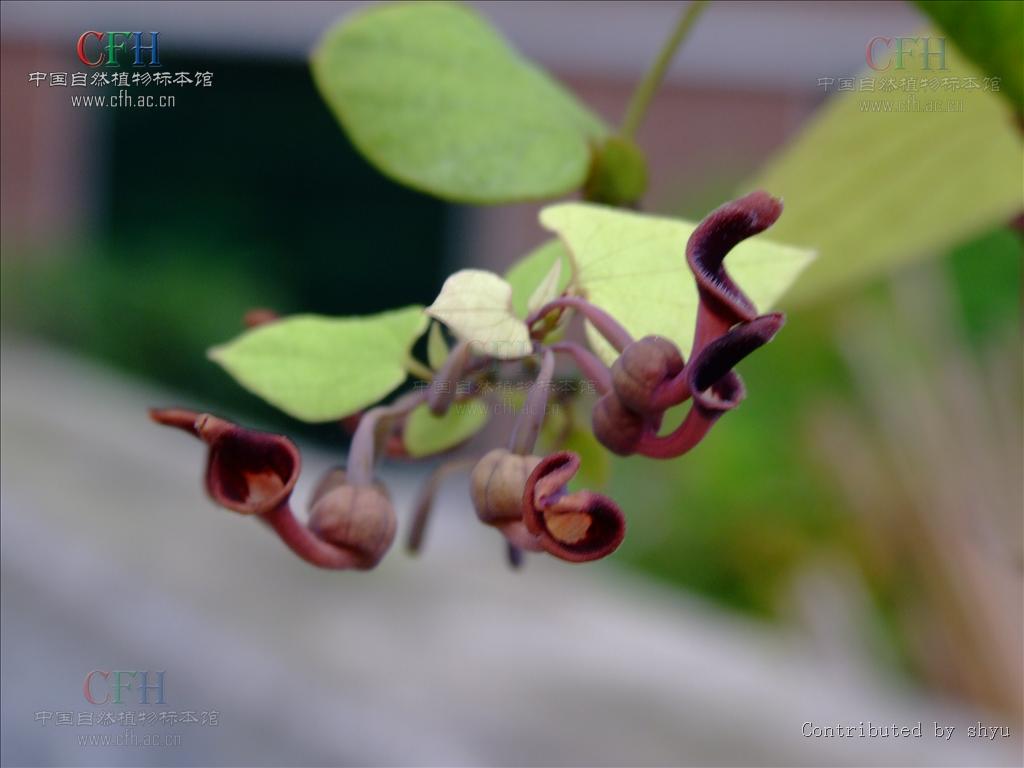 通城虎原生態