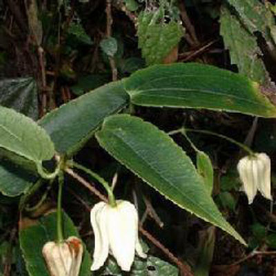 雪里開(kāi)原植物