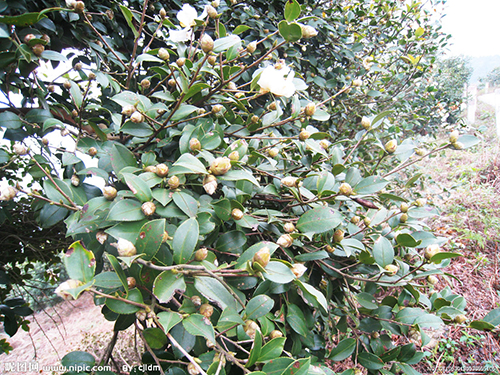 油茶花原生態