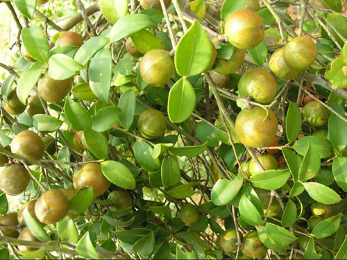 油茶樹原形態