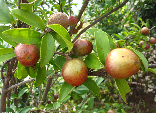 油茶子原形態